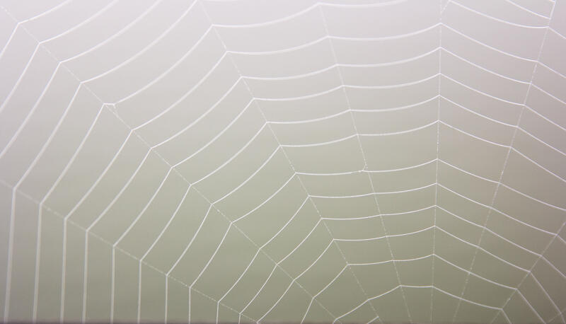 webbed, dallas, texas 2015